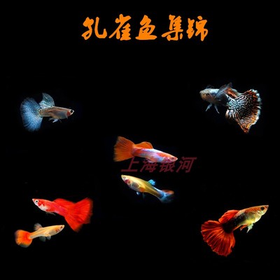 火炬墨兰热带鱼精品孔雀鱼