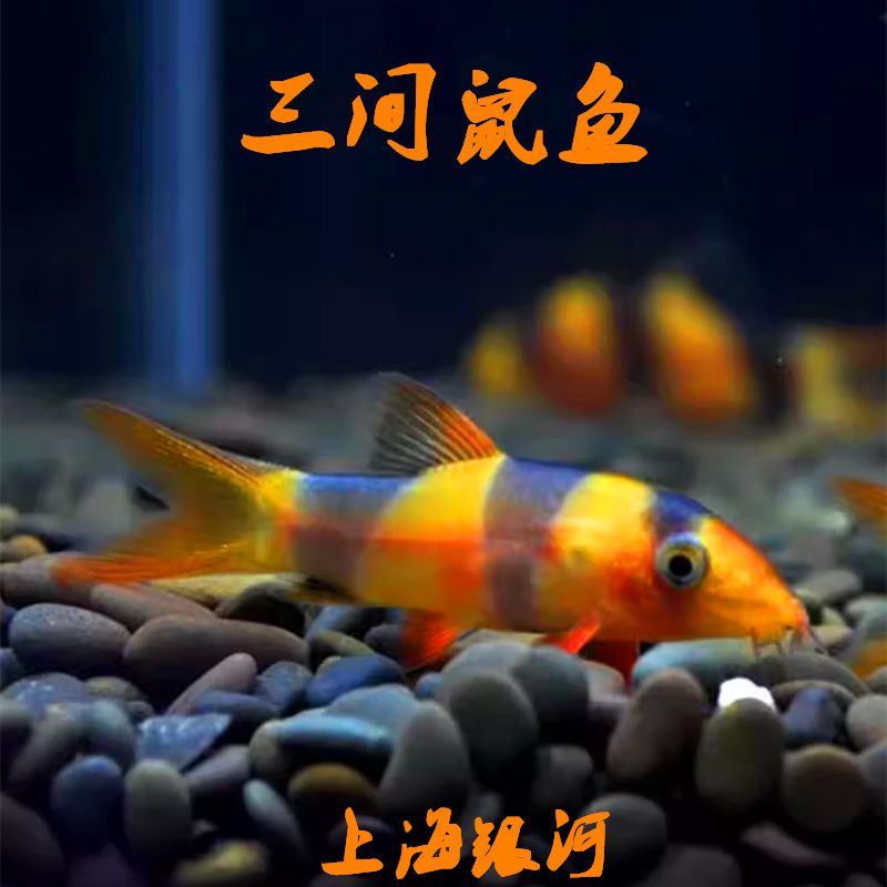底层鱼热带淡水鱼吃垃圾饲料残渣