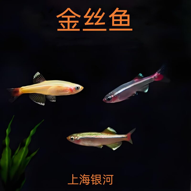 白云金丝鱼瑰丽金丝鱼淡水冷水鱼图片