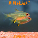柠檬灯鱼超级柠檬灯隆背柠檬灯群游鱼热带鱼观赏鱼淡水草缸小型鱼