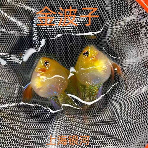 桃心金波子鱼热带观赏鱼凤凰鱼