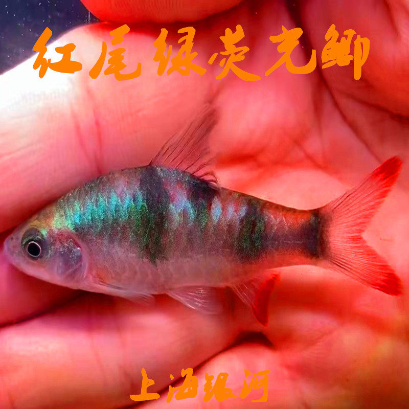 红尾绿荧光鲫鱼原生冷水鱼热带鱼淡水观赏鱼大帆钻石彩虹鲫活体鱼
