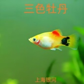 三色牡丹鱼米奇鱼金牡丹蓝月光玛丽鱼胎生鱼黑尾月光鱼热带鱼活体