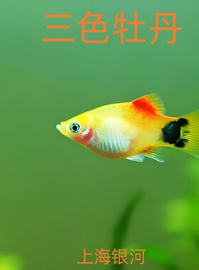 三色牡丹鱼米奇鱼金牡丹蓝月光玛丽鱼胎生鱼黑尾月光鱼热带鱼活体