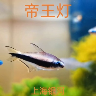 帝王灯鱼南美小型热带鱼淡水观赏鱼草缸群游黄金帝王黑帝王灯活体