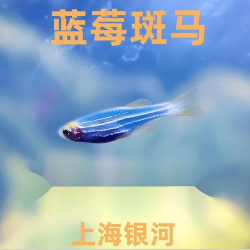 蓝莓斑马蝶翼斑马孔雀鱼灯鱼