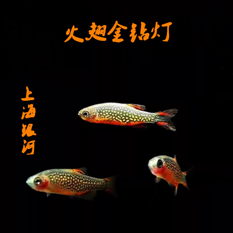 上海银河灯科鱼热带淡水鱼鲜艳