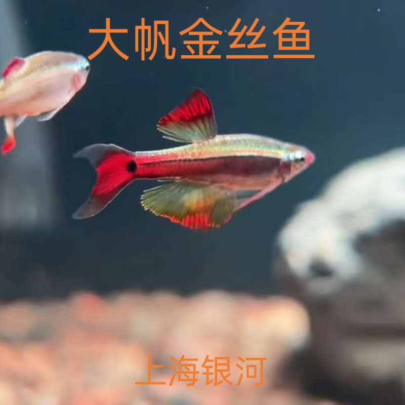 瑰丽金丝灯鱼长尾大帆金丝观赏鱼