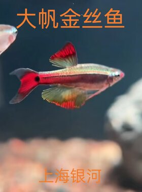 瑰丽金丝灯鱼长尾大帆金丝观赏鱼