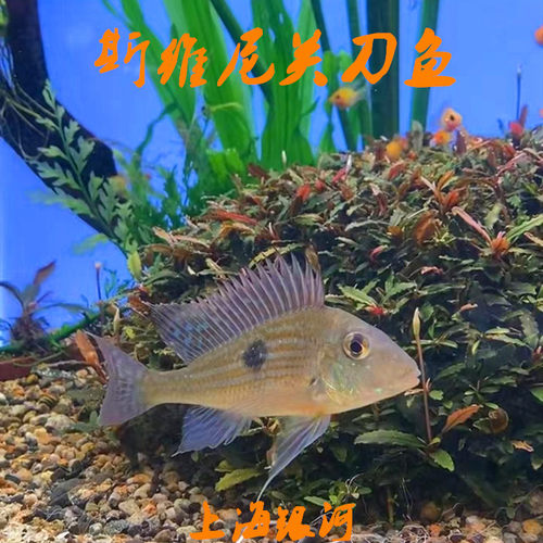 关刀鱼热带淡水鱼好养易活南美鱼