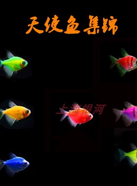 柠檬紫衣蓝衣天使鱼老虎天使鱼活体热带鱼观赏鱼淡水小型鱼新手鱼