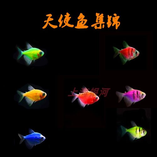 柠檬紫衣蓝衣老虎天使鱼活体淡水