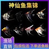 神仙鱼秘鲁神仙燕鱼热带鱼观赏鱼活体鱼埃及神仙鱼七彩神仙热带鱼