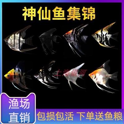 秘鲁埃及热带鱼七彩神仙