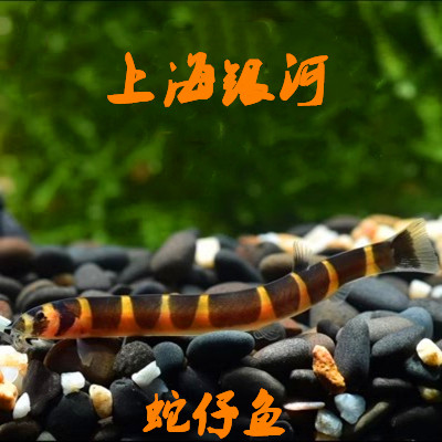 蛇仔鱼苦力泥鳅鱼热带鱼除蛋白虫吃涡虫虾清洁鱼工具鱼吃虫除虫鱼