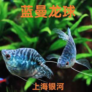 蓝曼龙球鱼黄曼龙五彩血丽丽鱼黄金珍珠马甲球草缸小型热带观赏鱼