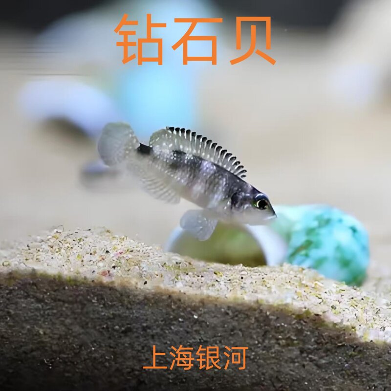 钻石贝鱼坦鲷卷贝斑马贝鱼黄帆天堂鸟蓝钻贝黄金叮当三湖鱼活体鱼