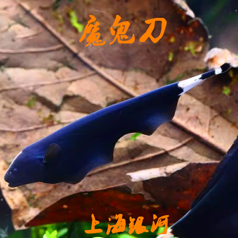 魔鬼刀鱼,黑魔鬼,魔鬼刀,羽毛鱼,活体鱼,热带鱼 观赏鱼
