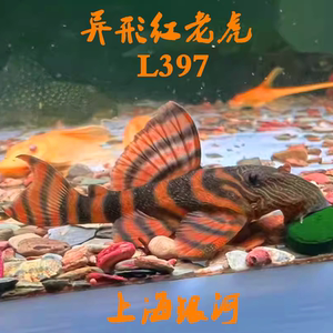 底栖鱼热带淡水鱼吃垃圾异形好养