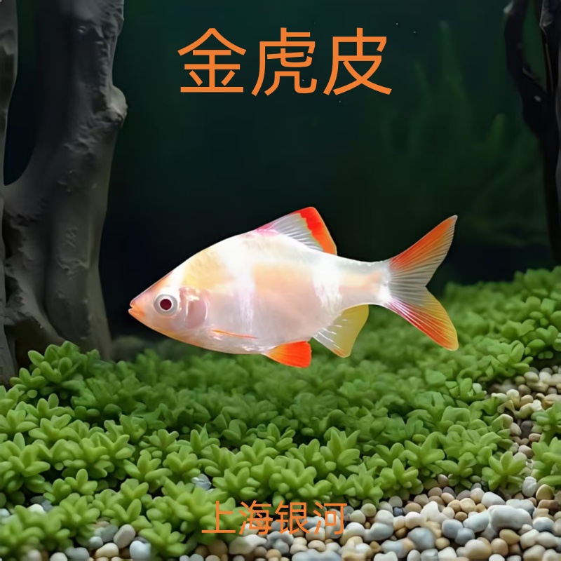 金虎皮鱼荧光虎皮绿虎皮热带鱼群游鱼观赏鱼小型活体鱼宠物鱼耐活