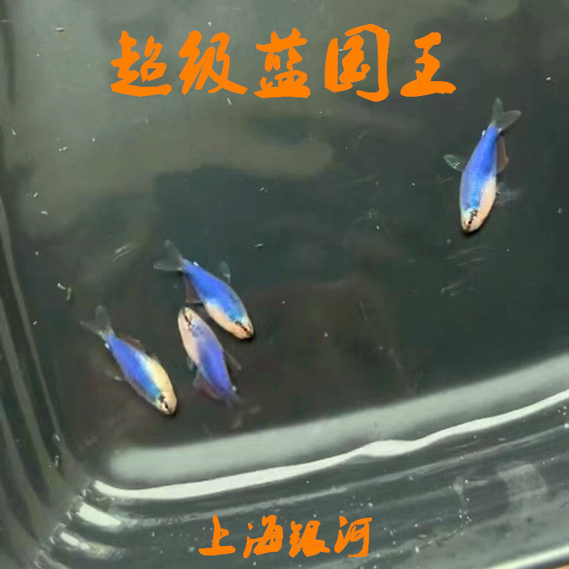 超级蓝国王鱼超级蓝凯瑞南美热带观赏鱼小型灯科鱼高端鱼淡水群游 - 实物图