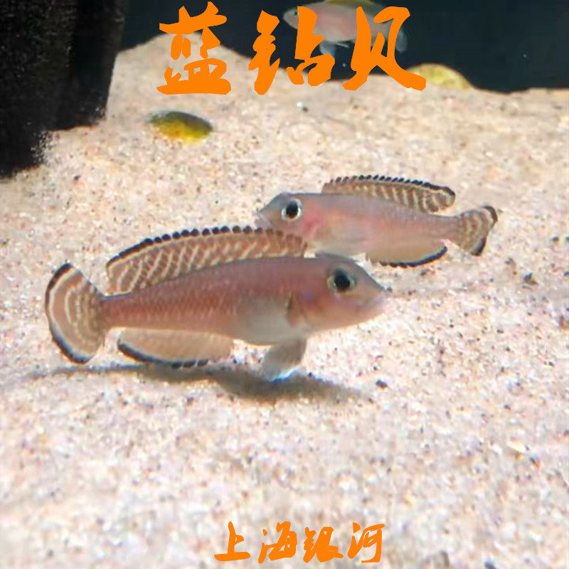 蓝钻贝鱼坦鲷卷贝斑马贝鱼黄帆天堂鸟钻石贝黄金叮当三湖鱼活体鱼