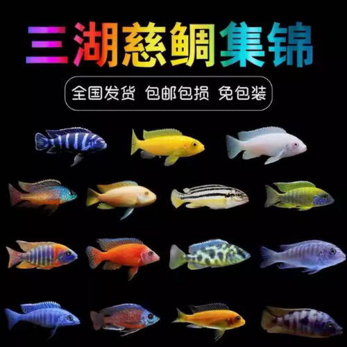 三湖慈鲷阿里好养耐活热带观赏鱼