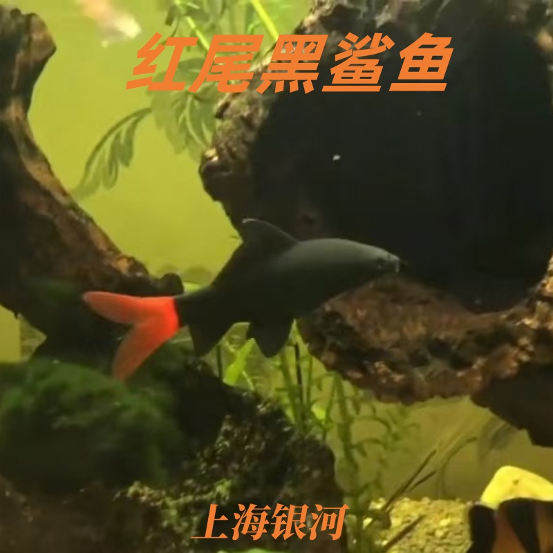 底层鱼热带淡水鱼吃垃圾工具鱼