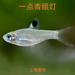 一点青眼灯鱼灯科鱼孔雀鱼宝莲灯鱼小型草缸鱼群游鱼蓝眼青眼灯鱼