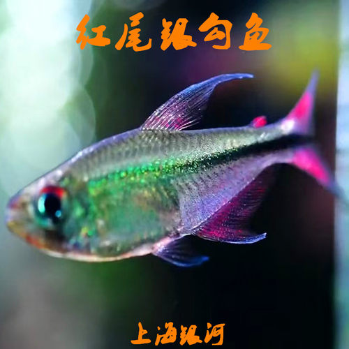 小型鱼热带淡水鱼漂亮好看灯科鱼