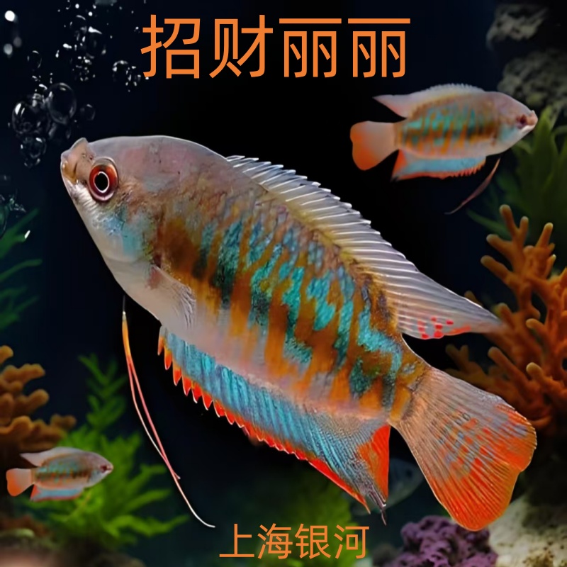 丽丽鱼招财丽丽鱼中国斗鱼原生鱼