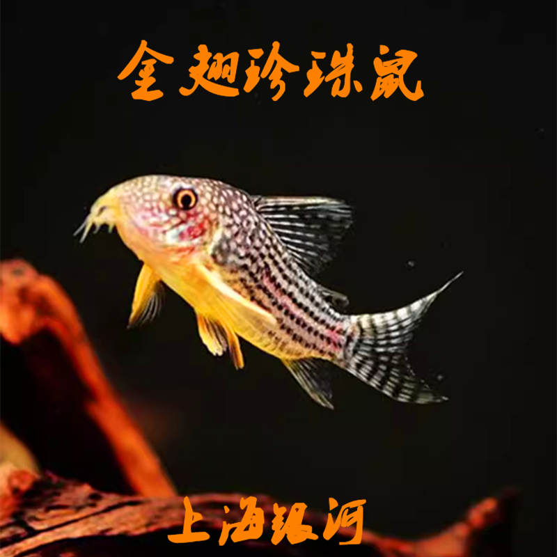 鼠鱼热带淡水鱼吃垃圾残渣工具鱼