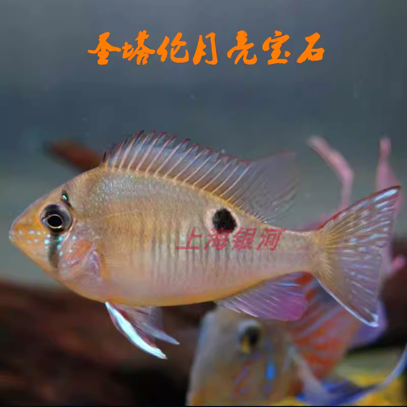 圣塔伦月亮宝石鱼南美慈鲷温顺易养草缸可混养热带鱼观赏鱼活体包