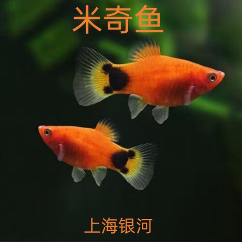 红米奇鱼胎生热带观赏活体鱼
