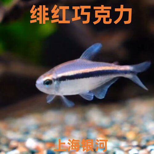 群游绯红巧克力霓虹灯鱼