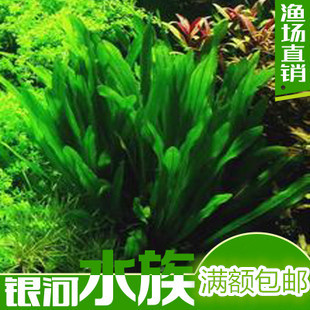 乌拉圭皇冠草 水中叶 中后景造景水草 长叶九冠草 新手推荐