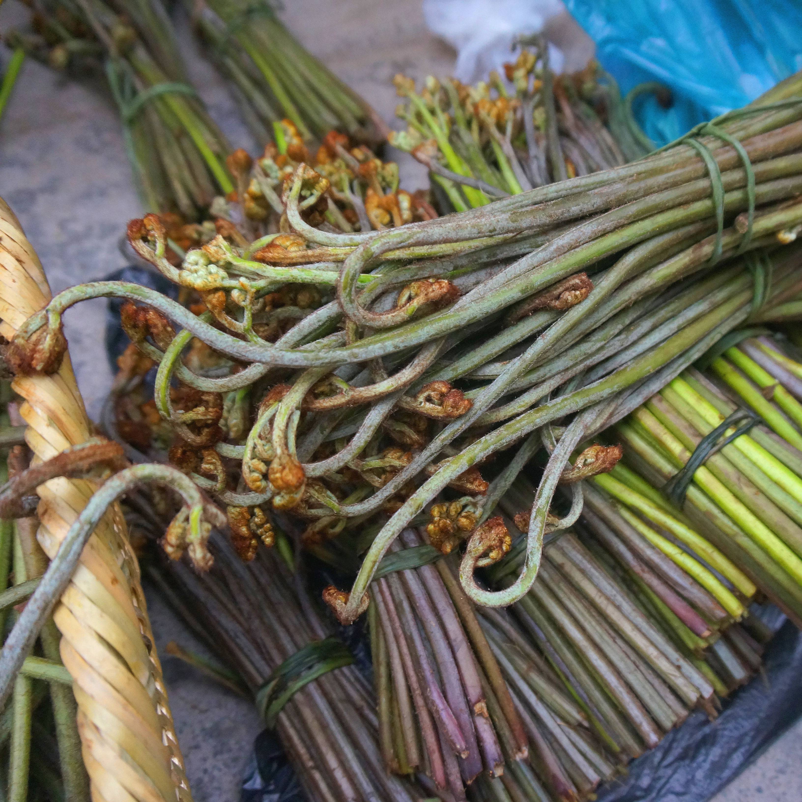 2026 湖南怀化野生蕨菜新鲜蔬菜当季野菜山厥菜龙爪菜现采5斤包邮