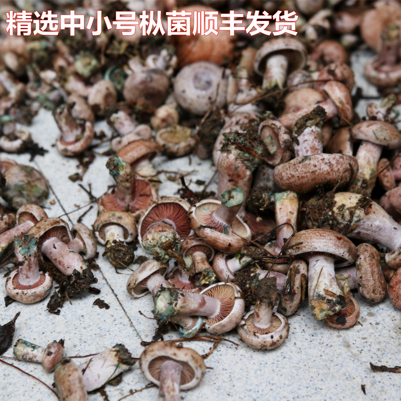 湖南野生枞菌湖南包邮新鲜