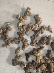 湖南湘西新晃新鲜野生黄精现挖无根须老虎姜现挖药材500克包邮