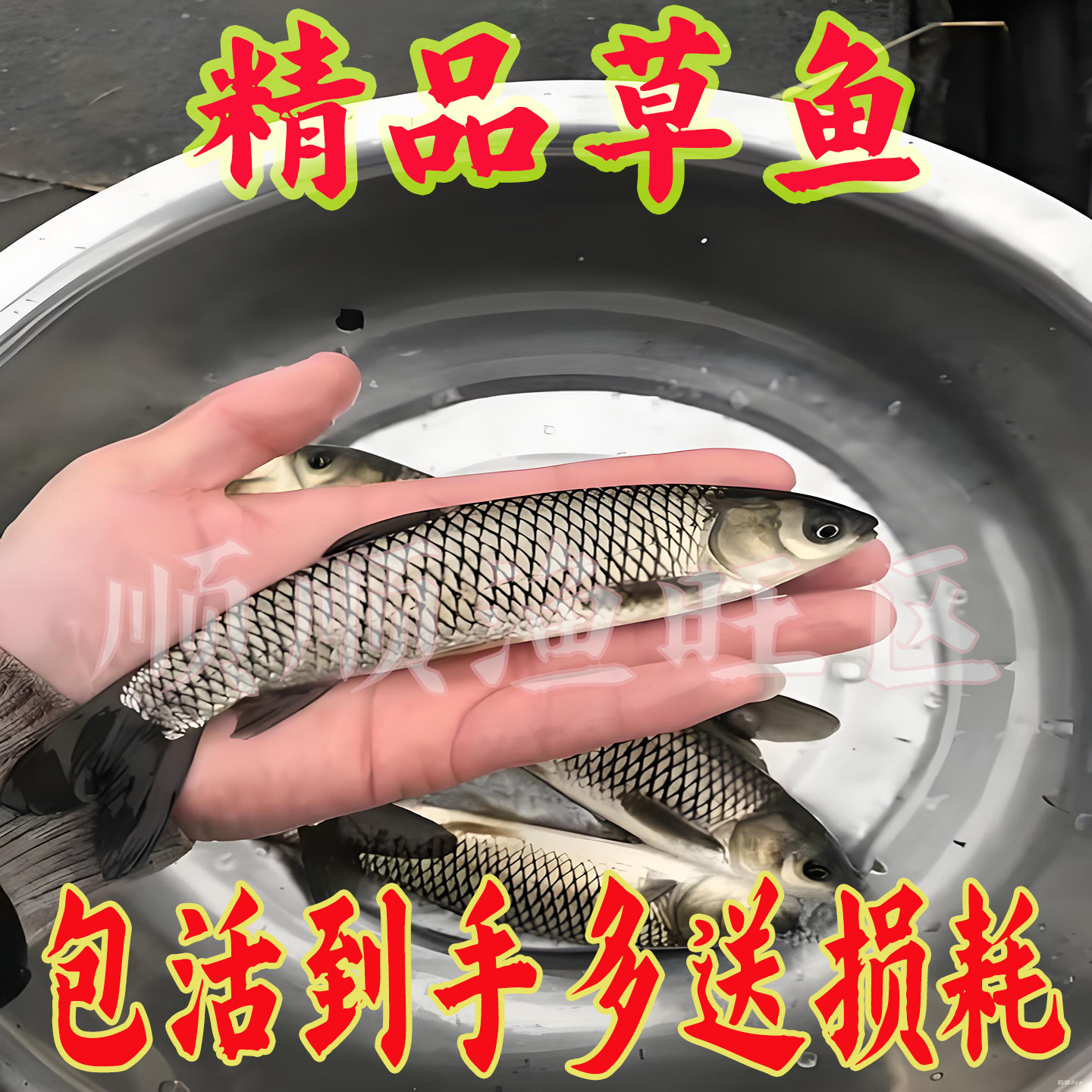 正品种草鱼淡水鱼鱼类易养易活耐寒草鱼品种,宠物/宠物食品及用品,鱼,淘宝优惠券,粉丝福利购,淘宝优惠卷