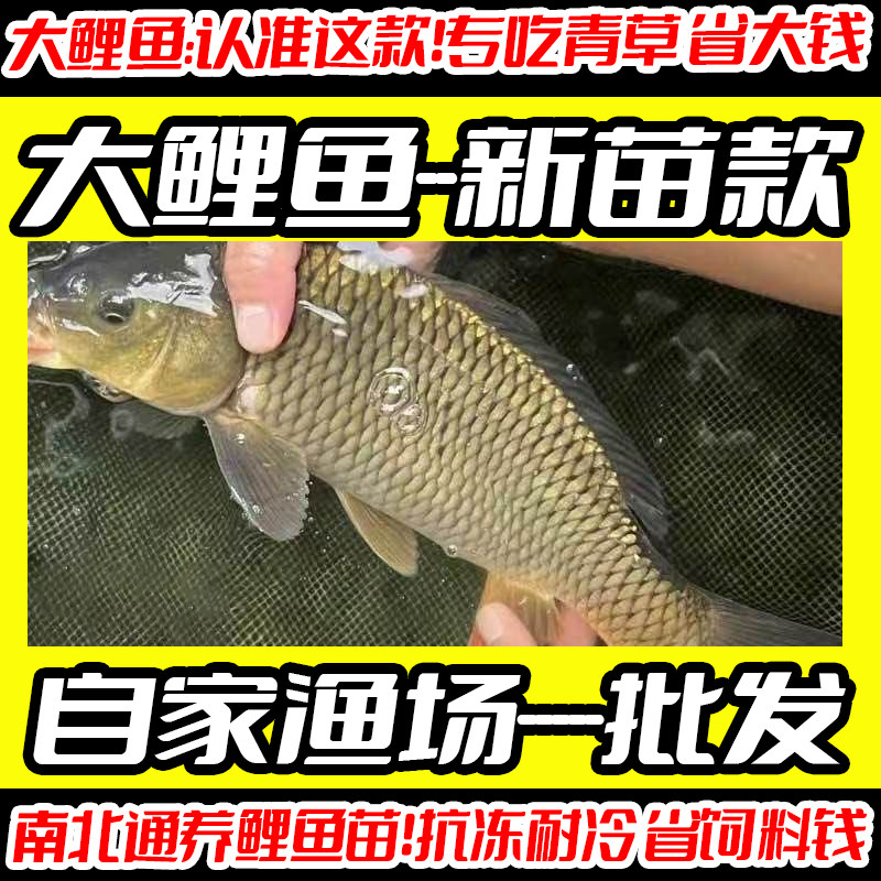特大鲤鱼苗黄河大鲤鱼黄金鲤稻田鲜活淡水养殖花背小鱼苗红尾鲤鱼