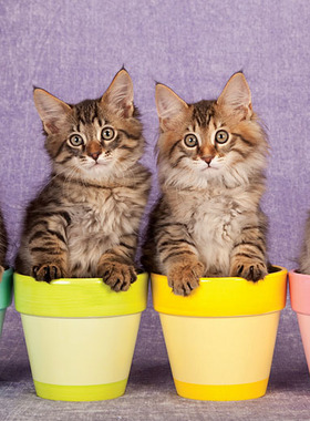 香港TOMAX儿童暑期热销300片拼图可爱动物益智礼物小猫四兄弟