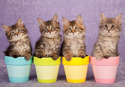 香港儿童动物益智拼图