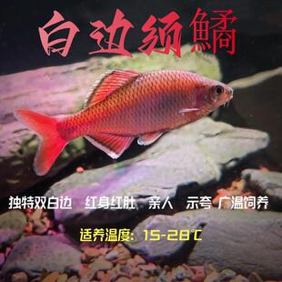白边须鱊鳑鲏鱼原生鱼冷水鱼观赏鱼耐活好养颜色艳丽广西特有
