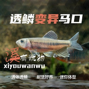 广东透鳞马口变异马口鱼原生鱼观赏鱼溪流鱼马口鱼广温鱼耐活好养