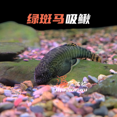 观赏鱼绿斑吸鳅原生鱼溪流鱼活体小鱼不加温吃绿藻广温鱼便宜小鱼
