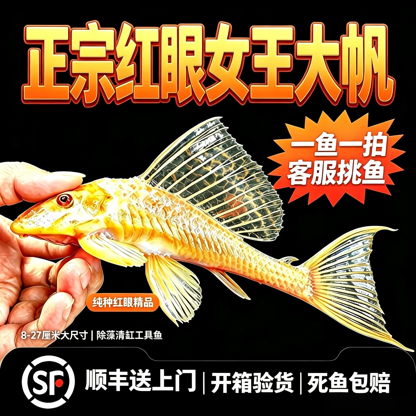 女王大帆清道夫鱼缸清洁工吃粪便