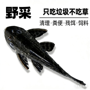 金孔雀原生清道夫热带淡水观赏鱼除藻清洁吃垃圾耐活好养水族活体