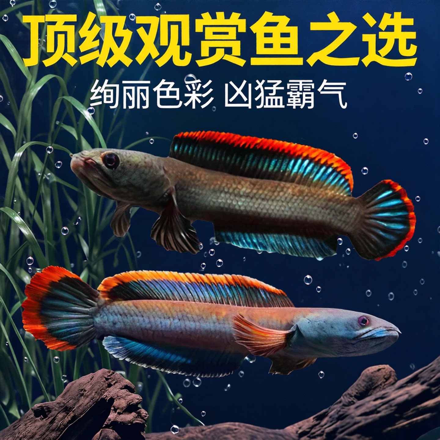 凶猛彩虹雷龙鱼观赏鱼冷水鱼