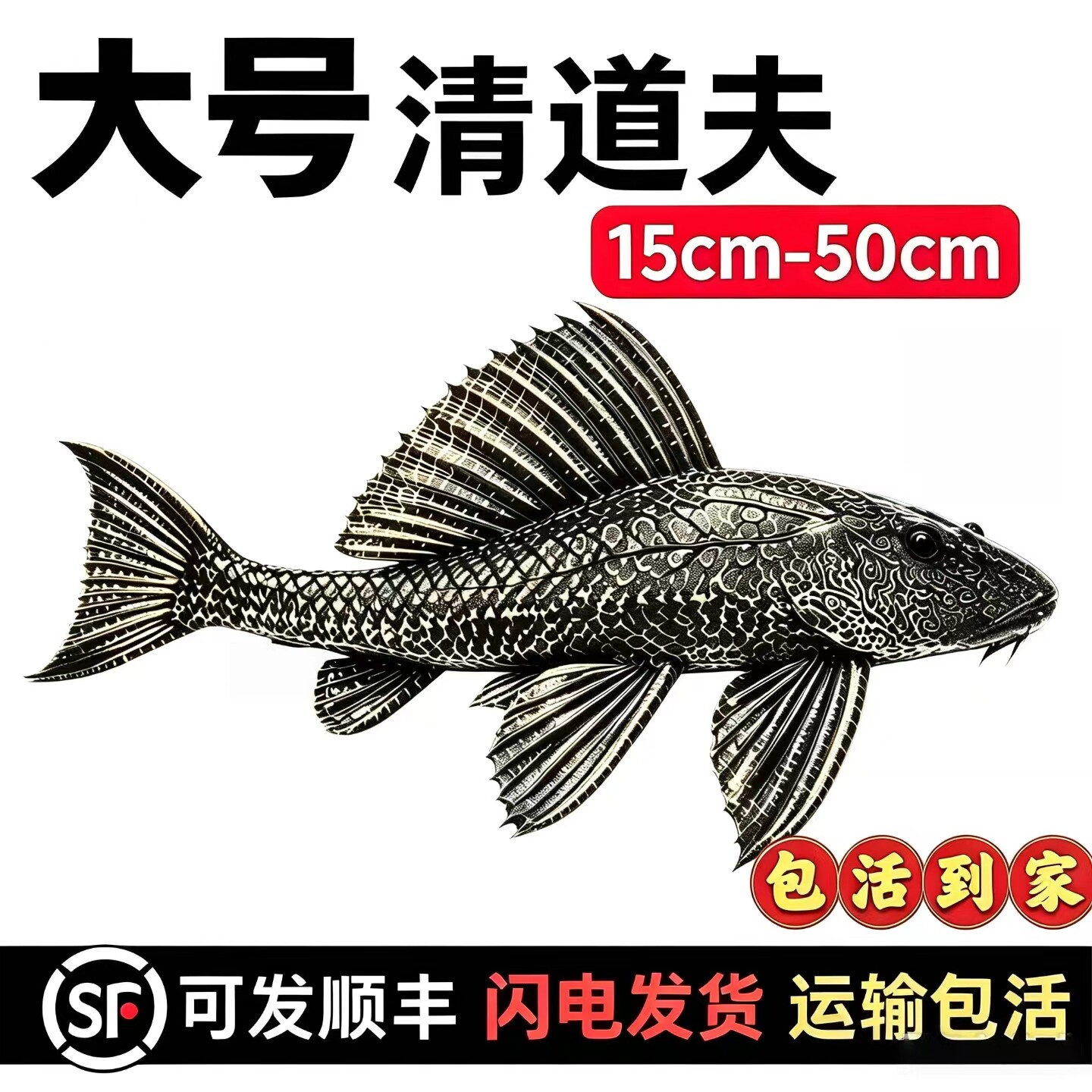 大号清道夫吃粪便淡水鱼观赏鱼工具鱼清洁鱼缸除澡冷水清道夫大型